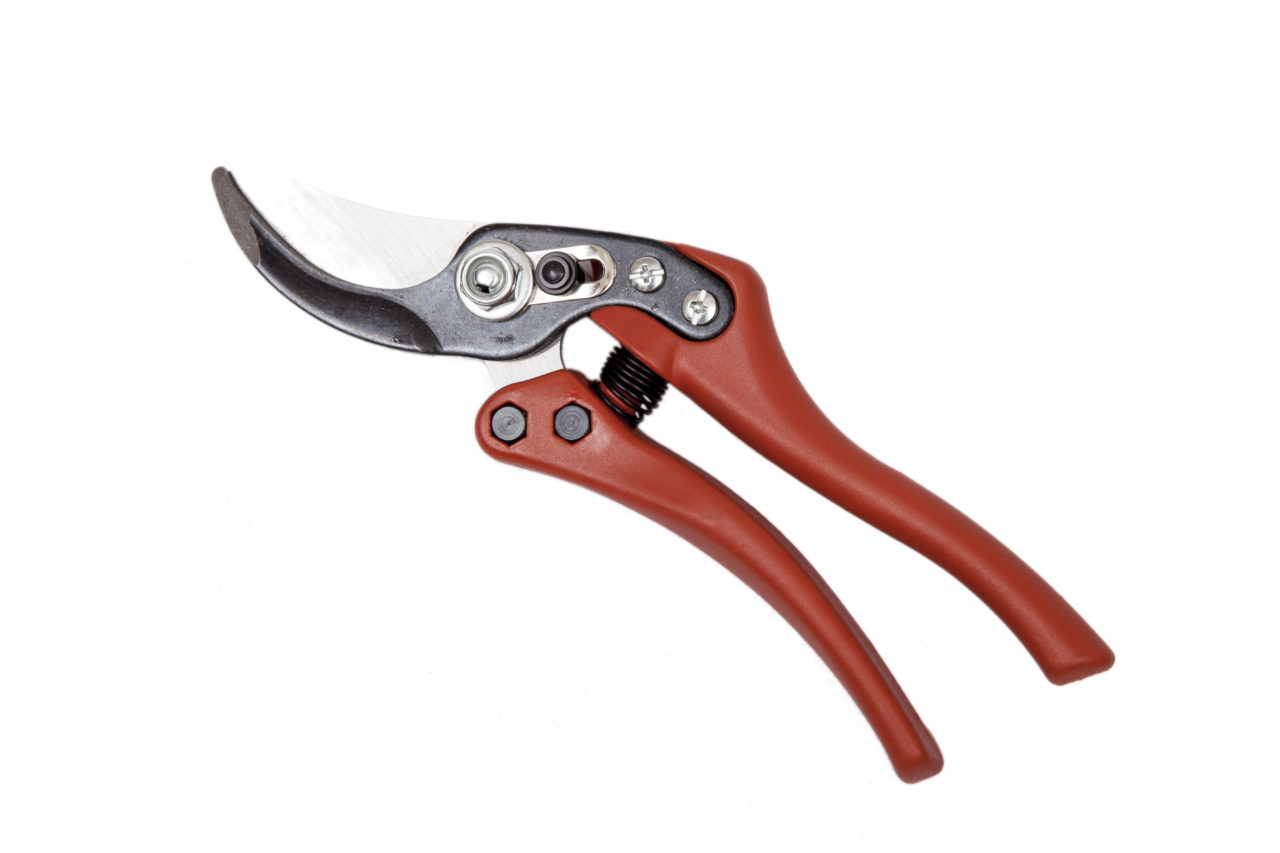 Forbici Per Incisione Anulare, 2 Lame, Lunghezza 19 Cm, Modello 1305